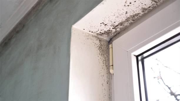 Best Toxic Mold Removal  in Desoto Lakes, FL