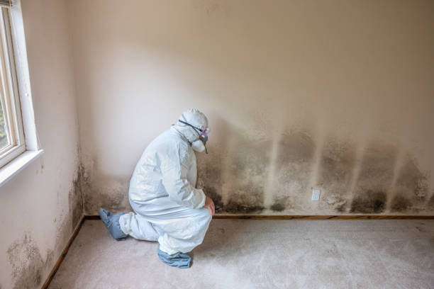 Certified Mold Removal in Desoto Lakes, FL